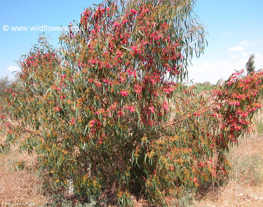 Eucalyptus leucoxylon subsp. megalocarpa